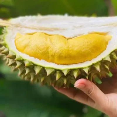 CAI MON DURIAN 4
