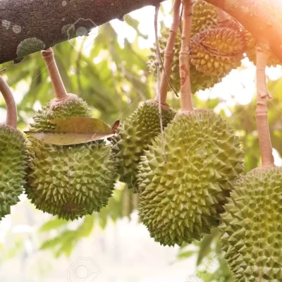 MUSANG KING DURIAN