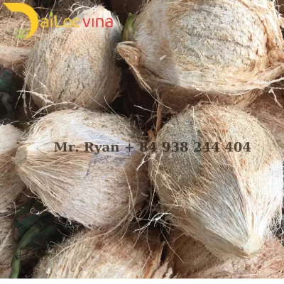 Semi husked coconut