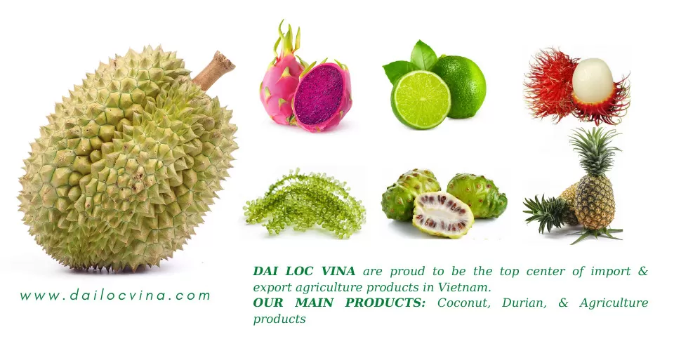 dailocvina