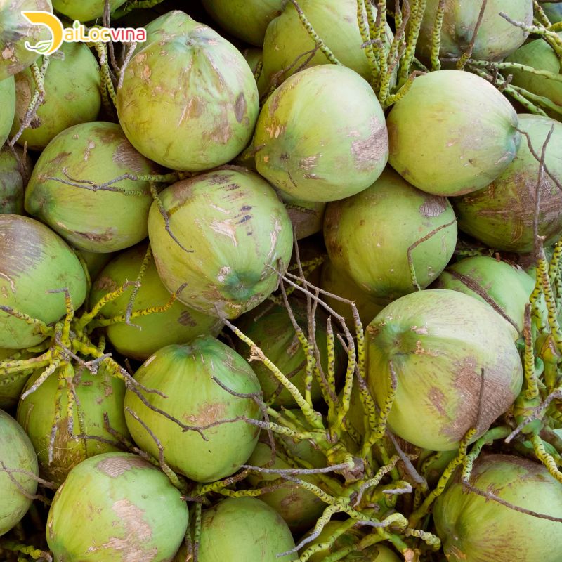 Vietnam's fresh coconuts will be exported to China.