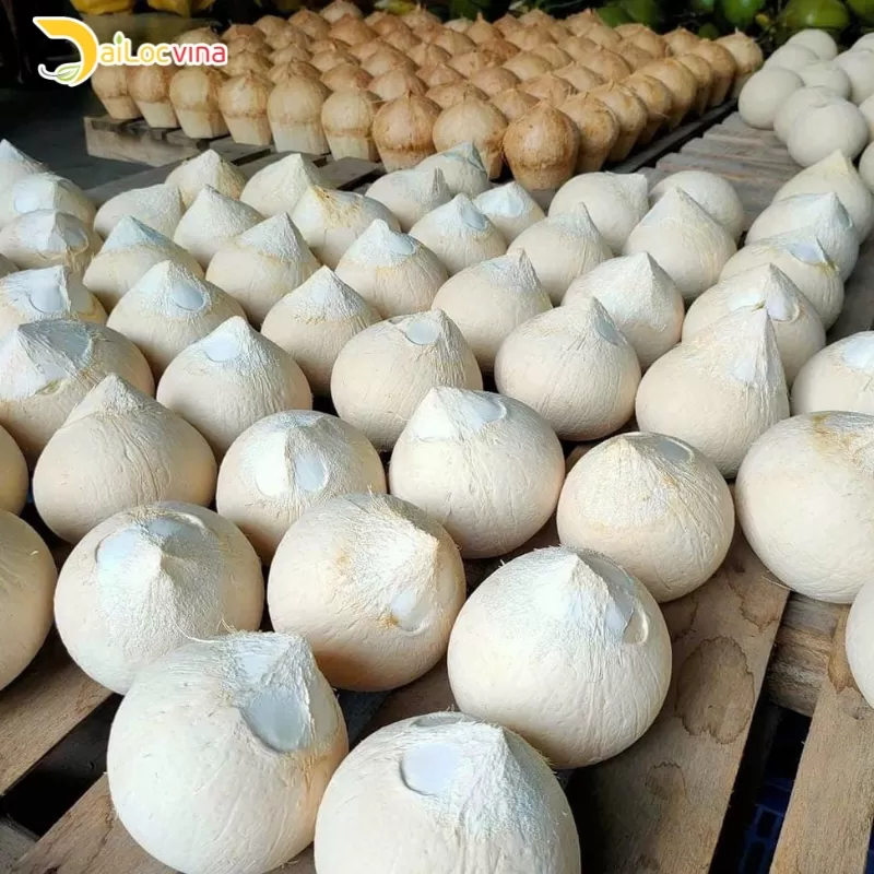BALD COCONUT