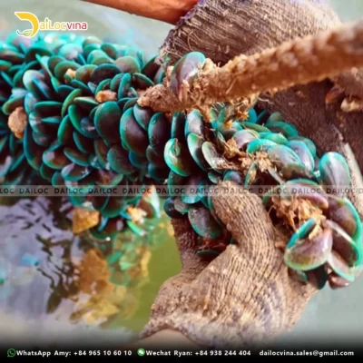 COCONUT COIR ROPE