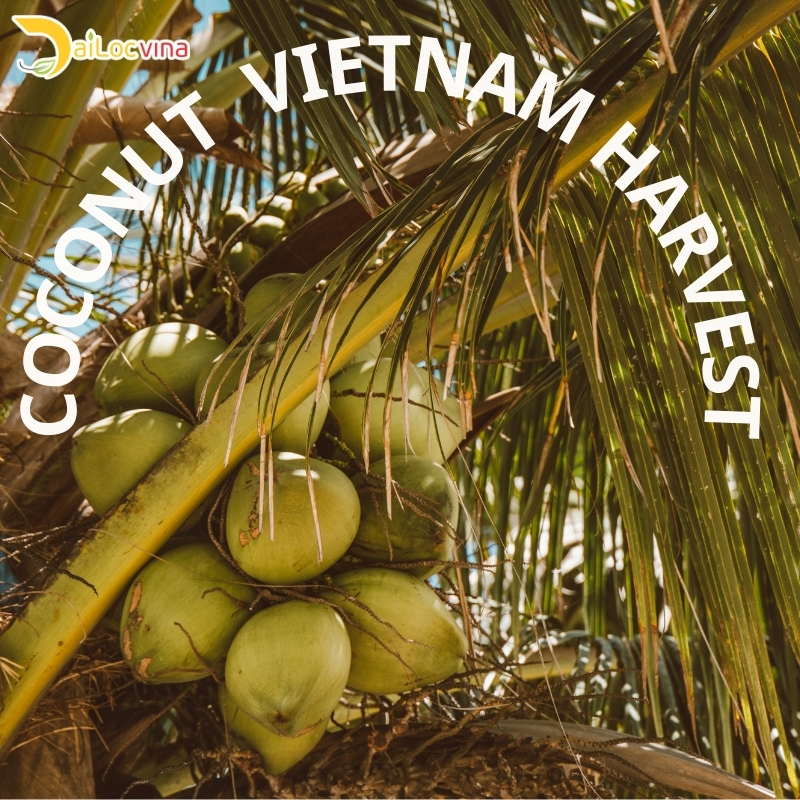 VIETNAM COCONUT PRICE 