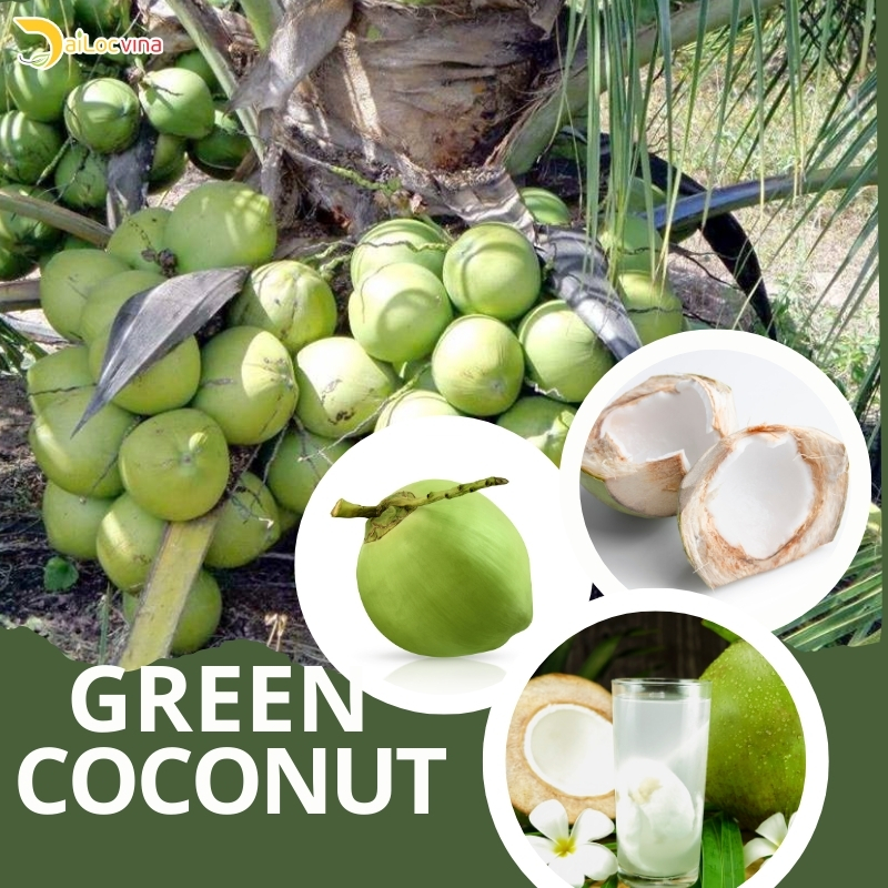  TOP 5 COCONUT VARIETIES IN VIETNAM: green coconut