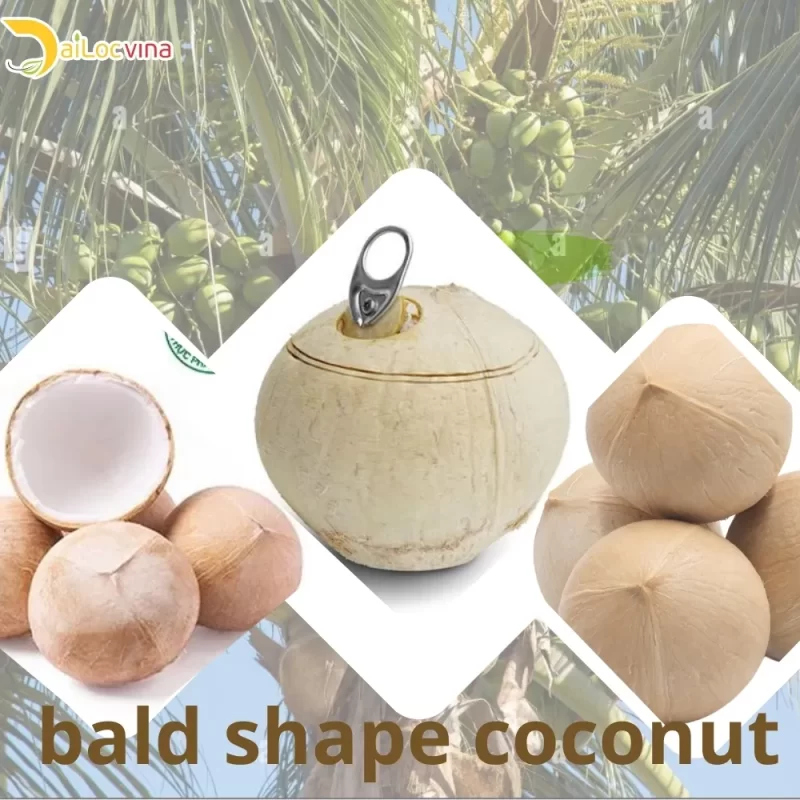 COCONUT VIETNAM EXPORT NEWS