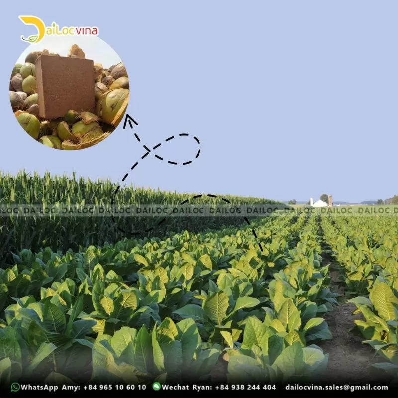 COCO PEAT BLOCK 5KG