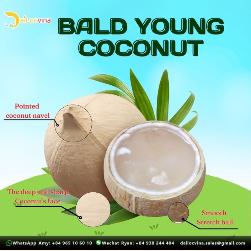 BALD YOUNG COCONUT