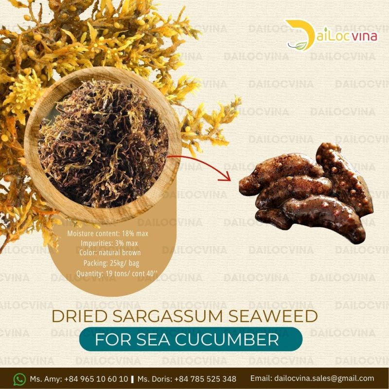 DRIED SARGASSUM SEAWEED