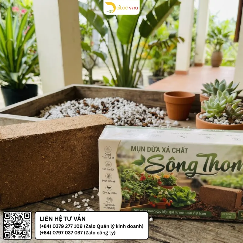 Giá thể trồng cây cảnh phối từ mụn dừa Sông Thom với Perlite và vật liệu tạo thoáng