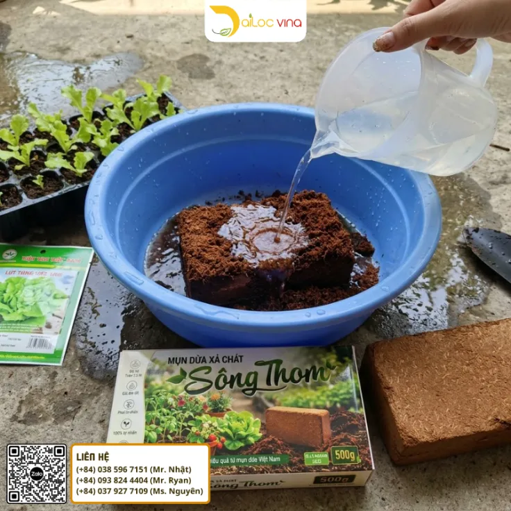 Cách làm nở viên nén mụn dừa Sông Thom 500g bằng nước trước khi trồng rau xà lách