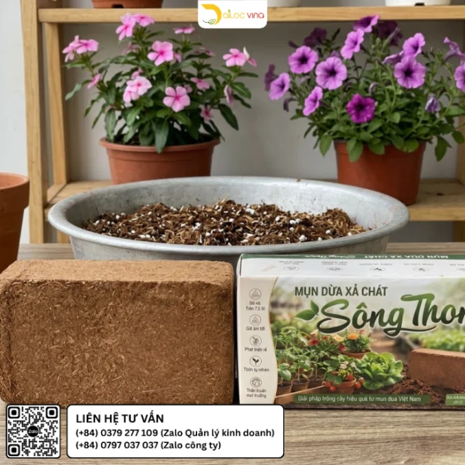 Làm nở viên nén mụn dừa Sông Thom 500g bằng nước trước khi phối giá thể trồng cây cảnh