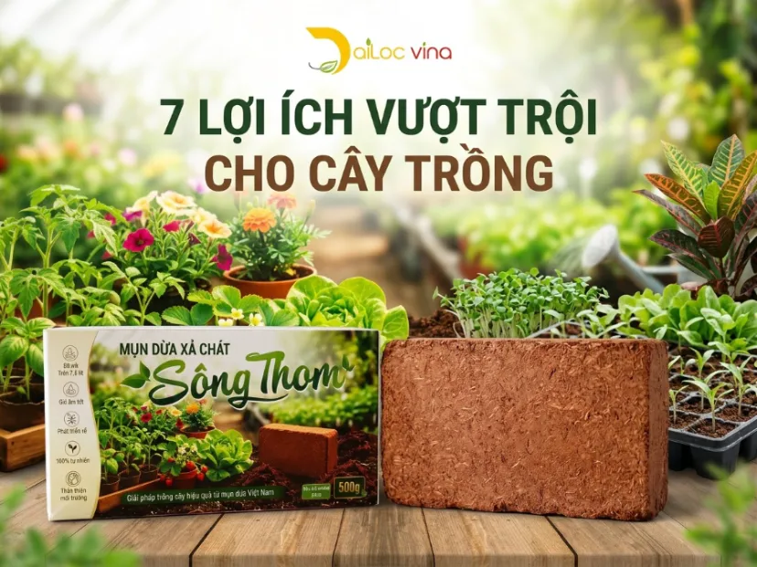Viên nén mụn dừa xả chát Sông Thom 500g nhỏ gọn đã qua xử lý dùng làm giá thể trồng cây