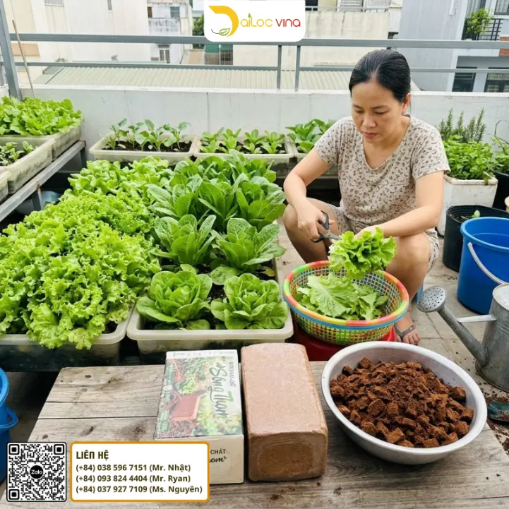 Thu hoạch rau xà lách trồng tại nhà bằng giá thể mụn dừa xả chát Sông Thom