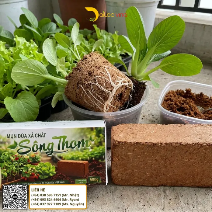 Rễ cây con phát triển trong giá thể mụn dừa xả chát Sông Thom dùng gieo hạt và ươm cây