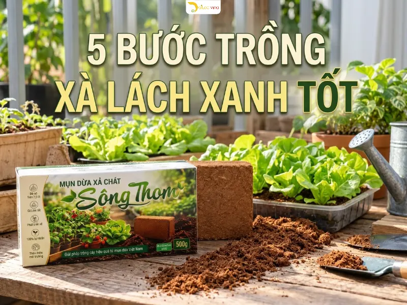 Trồng rau xà lách bằng mụn dừa xả chát Sông Thom 500g xanh tốt tại vườn nhà