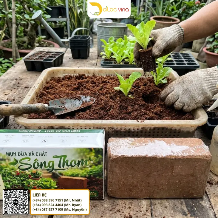 Chuyển cây xà lách con vào khay trồng với giá thể mụn dừa xả chát Sông Thom 500g