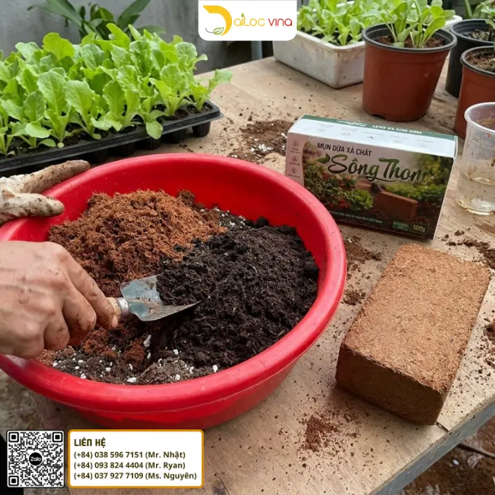 Phối trộn giá thể mụn dừa Sông Thom với phân hữu cơ và vật liệu tạo thoáng trồng xà lách