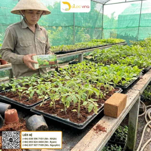 Viên nén mụn dừa Sông Thom 500g sử dụng làm giá thể gieo hạt và ươm cây con tại nhà vườn
